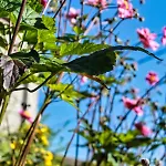Le Relais De Lou Bed & Breakfast Jandrenouille