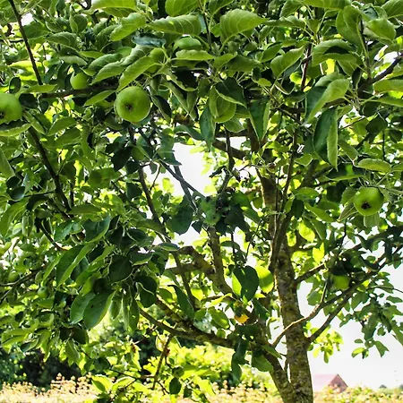 Le Relais De Lou Jandrenouille