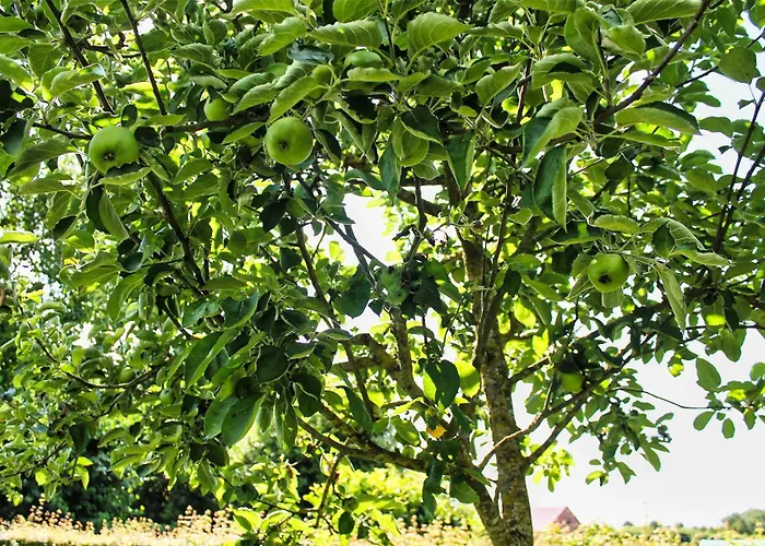 Le Relais De Lou Jandrenouille